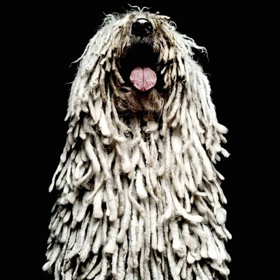 Породы пули (венгерская овчарка)