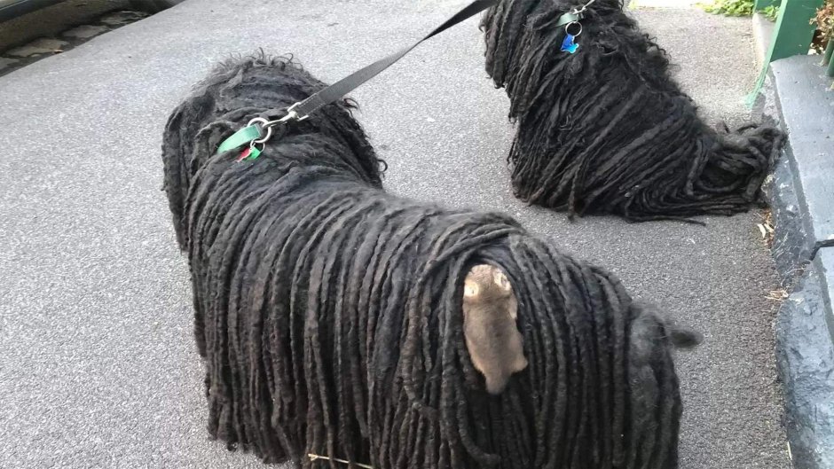 Пули венгерская овчарка чёрная