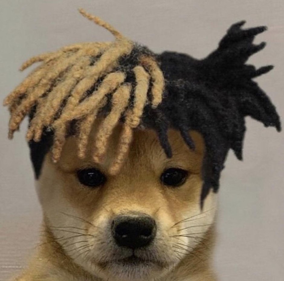 Собака с дредами