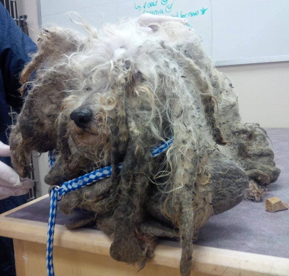 Йоркширский терьер с дредами