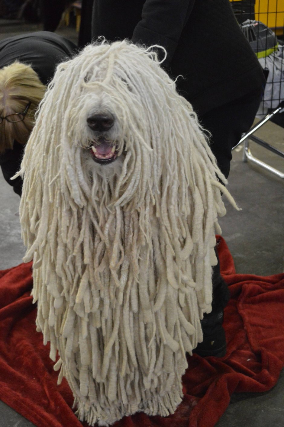 Бергамская овчарка щенки