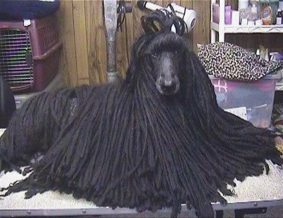 Шнуровой пудель (с дредами)