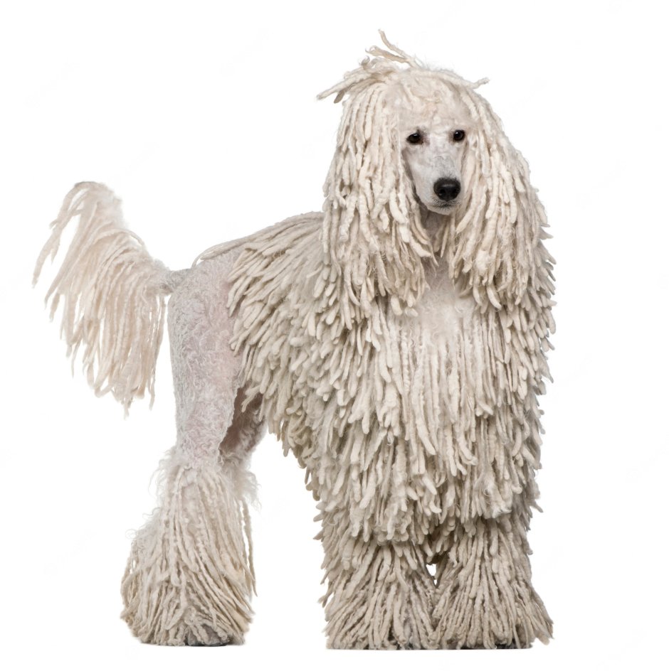 Белый шнуровой пудель