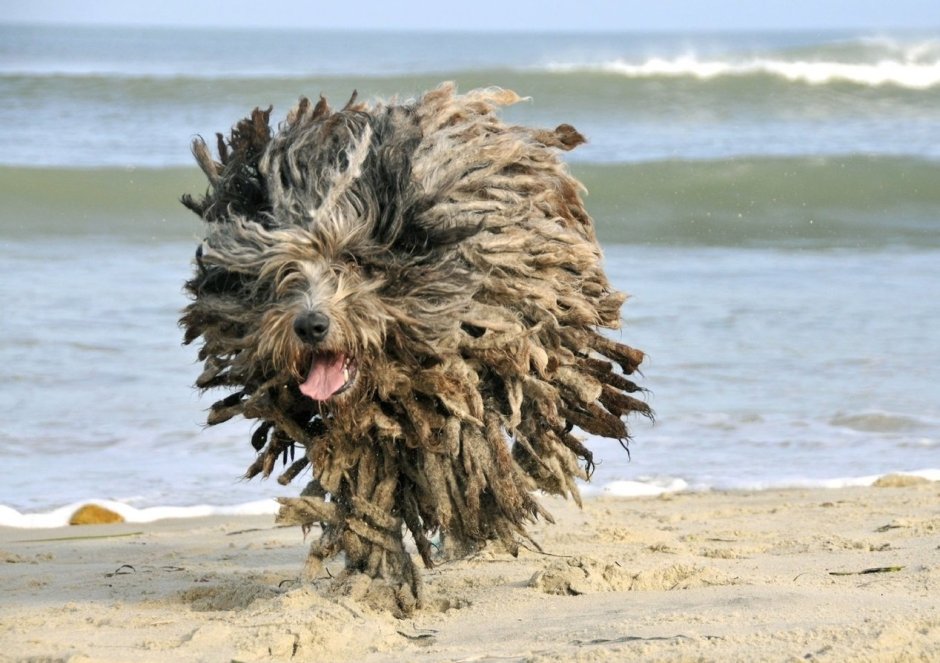 Бергамская овчарка Командор