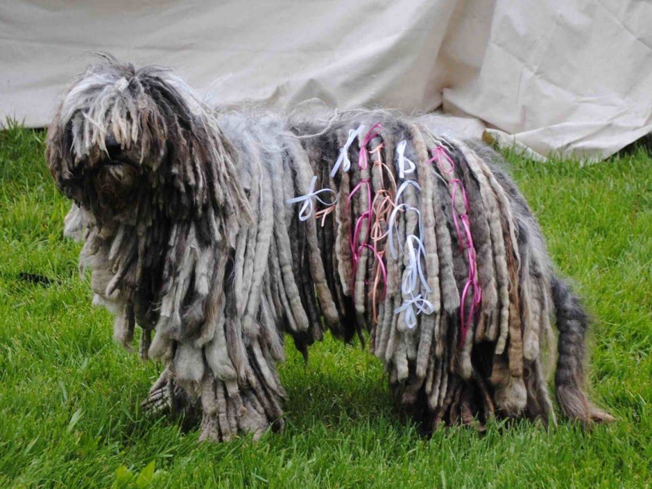 Собака Комондор венгерская овчарка