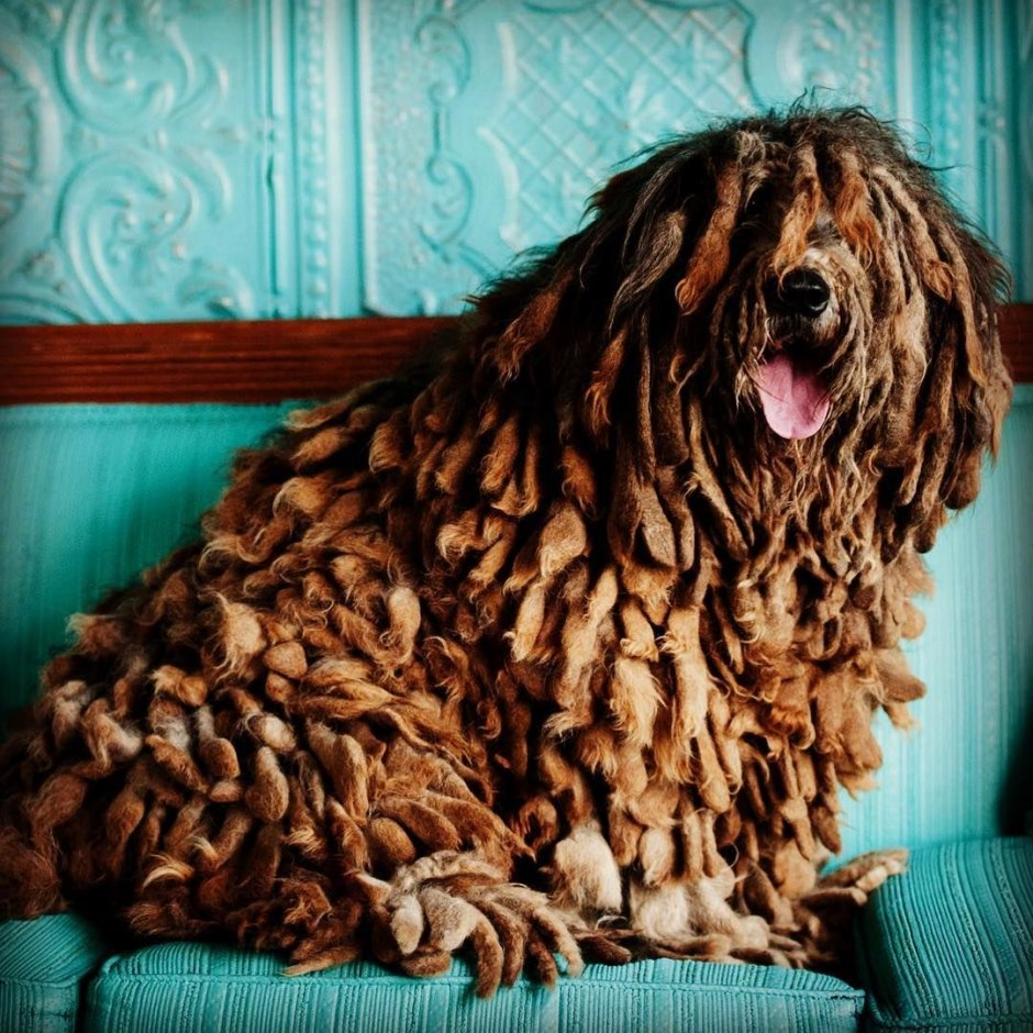 Большая собака с дредами