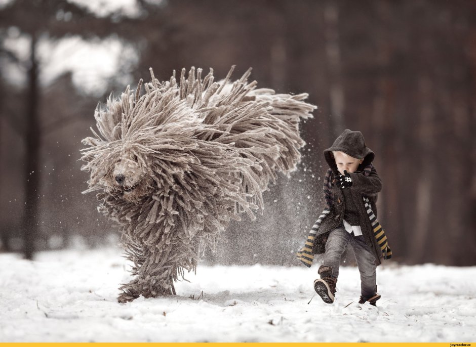 Комондор летающая швабра