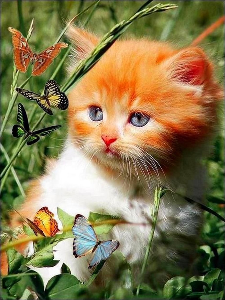 Котики для настроения