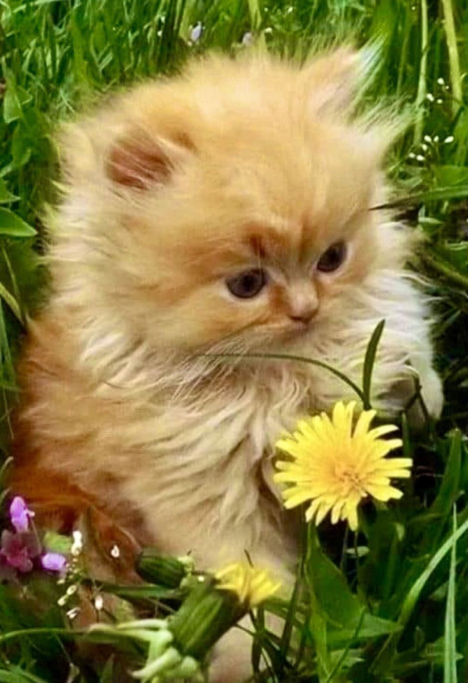 Добрая кошечка