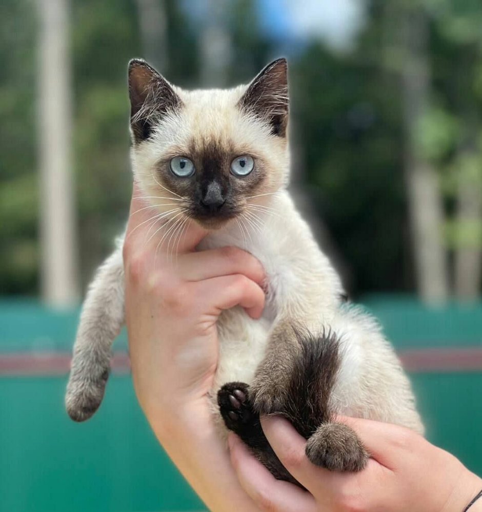 Кошка в одуванчиках