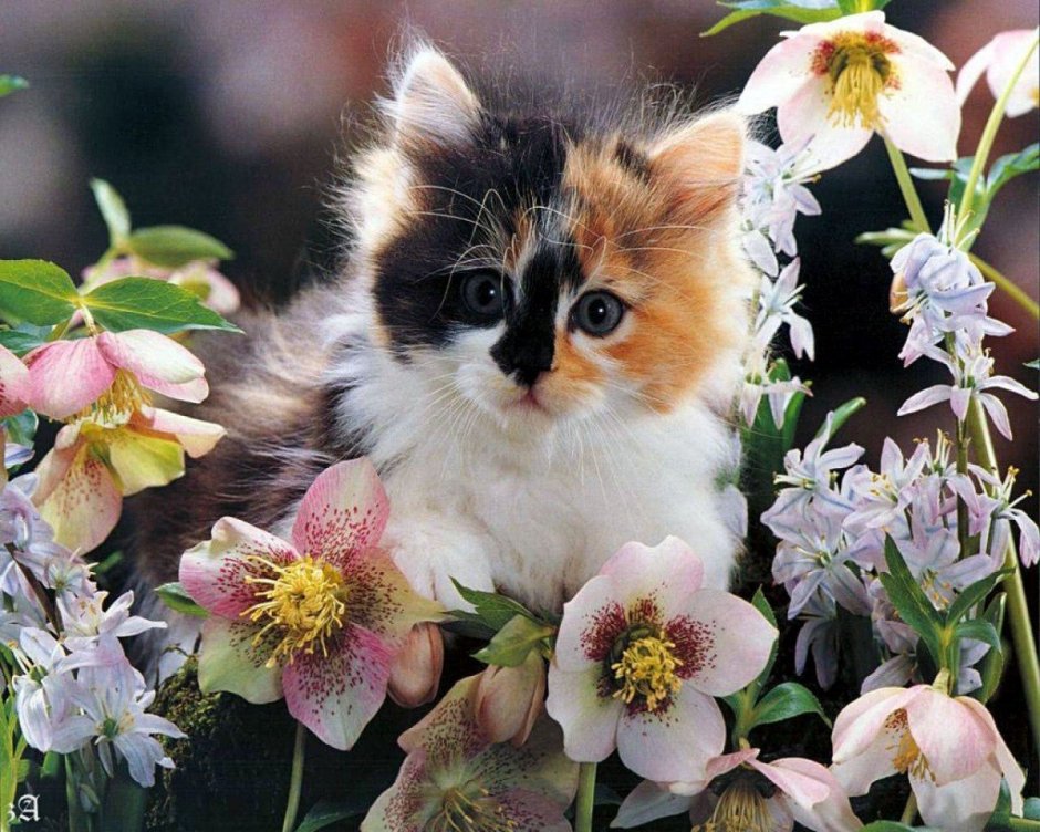 Котенок в цветах
