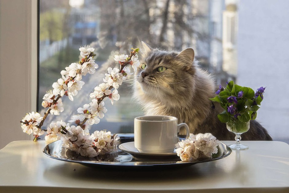 Доброе утро с кошками