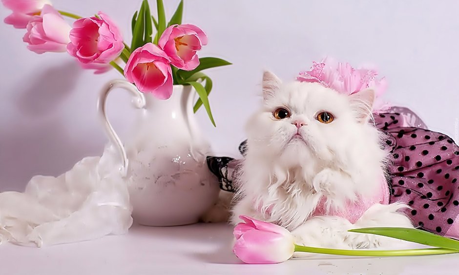 Нежные цветы с котятами
