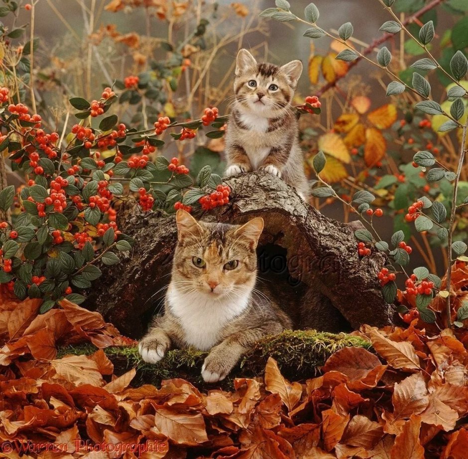 Рыжий кот осень