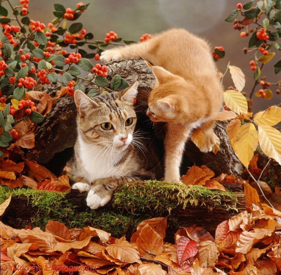 Осенний кот