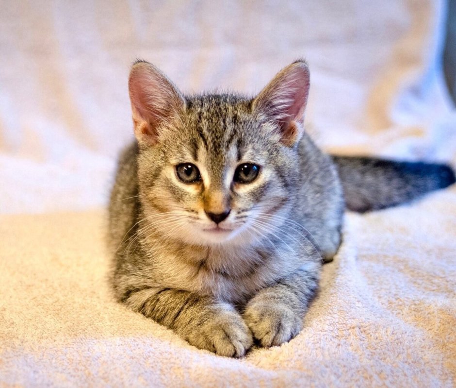 Котики собачки