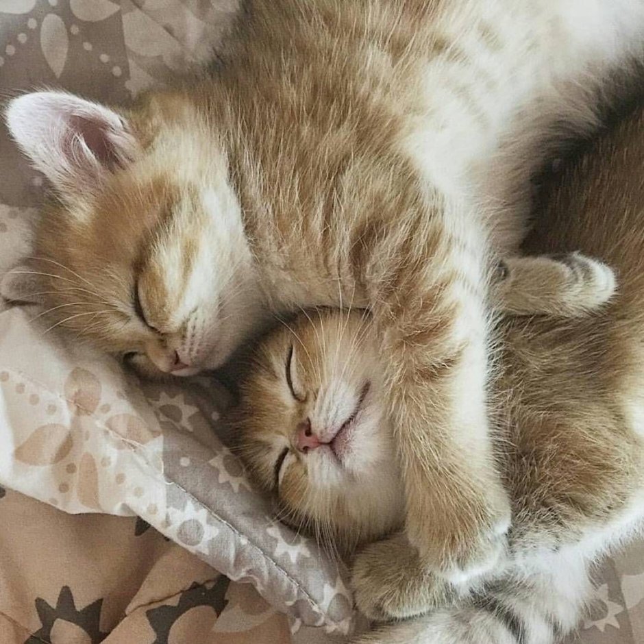 Котенок. Спокойной ночи!