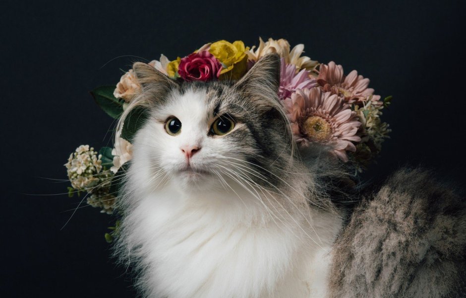 Кошка в венке из цветов