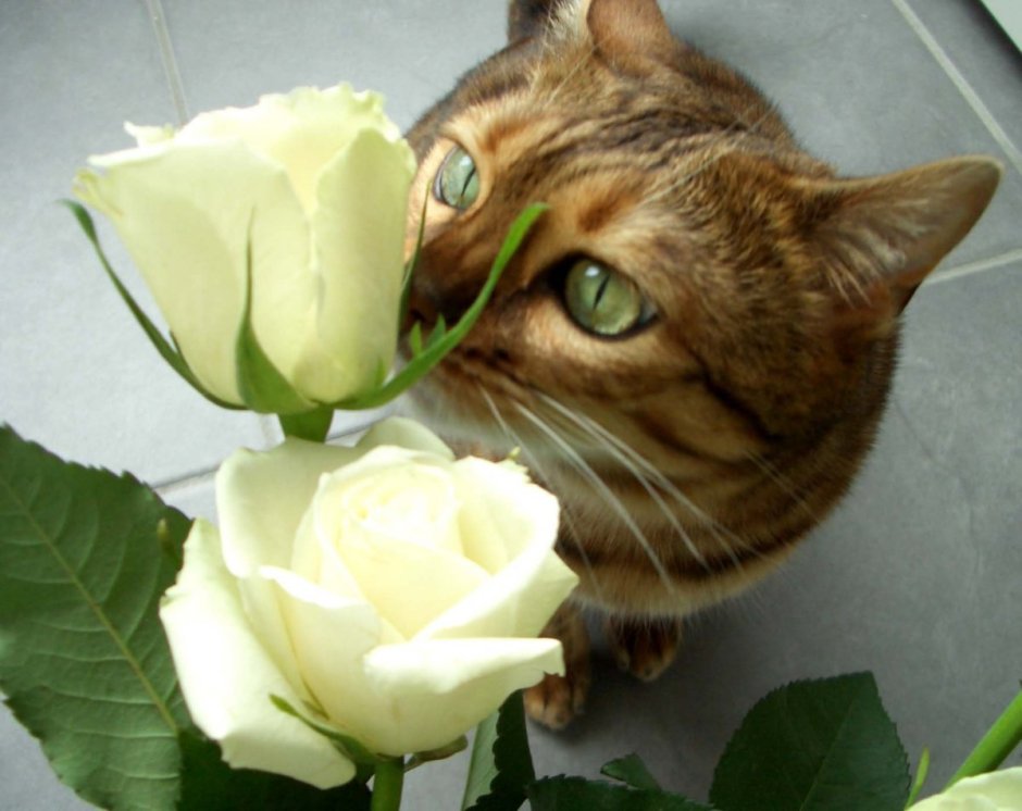 Кот с цветочком