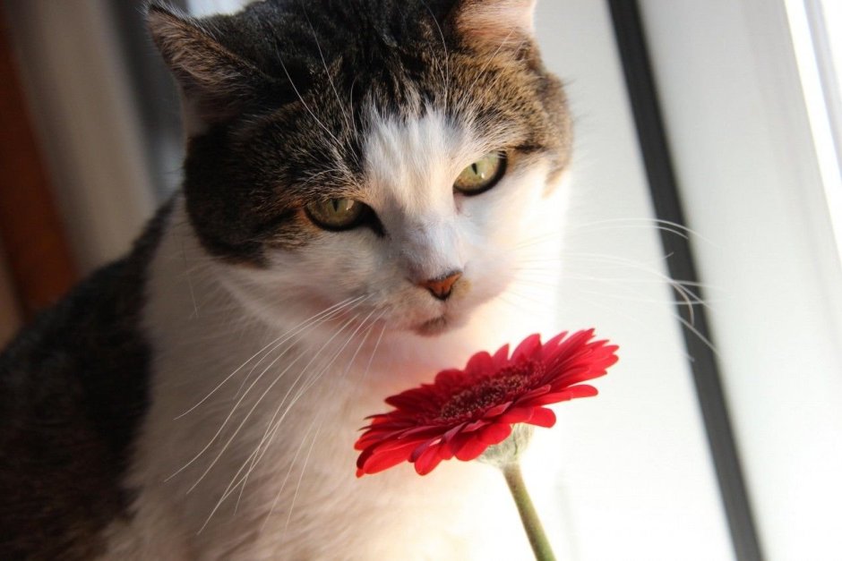 Котик с цветочком