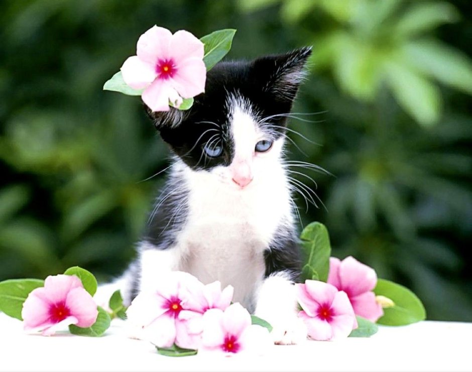 Котик с цветами в лапах