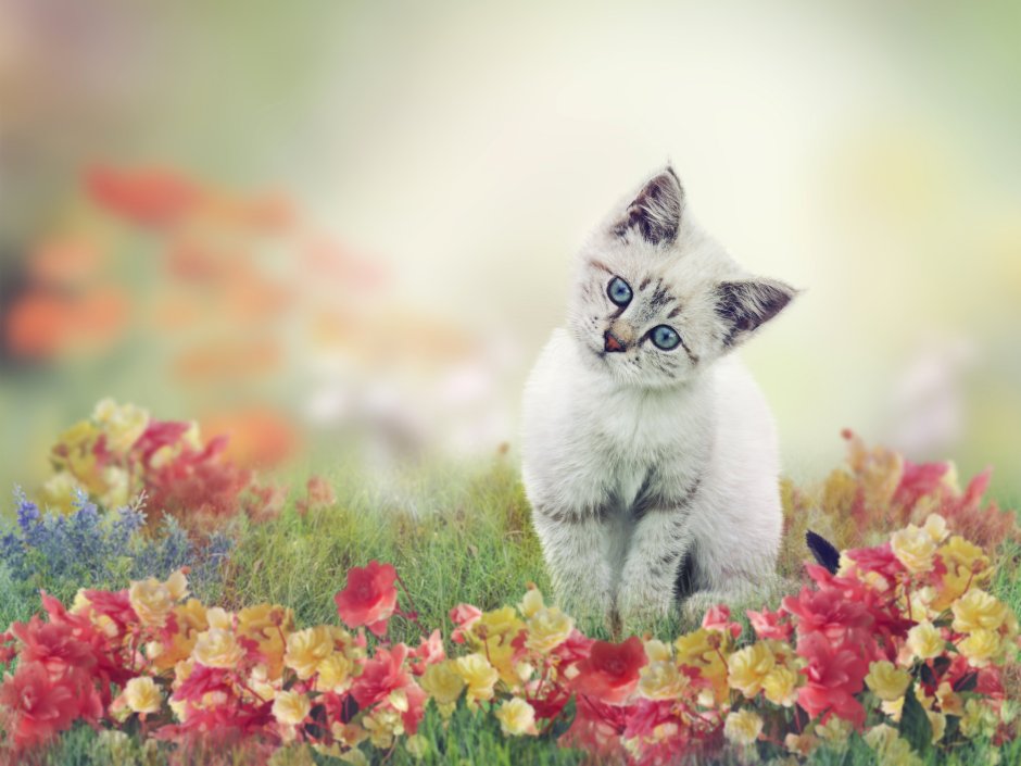 Котик с цветочком