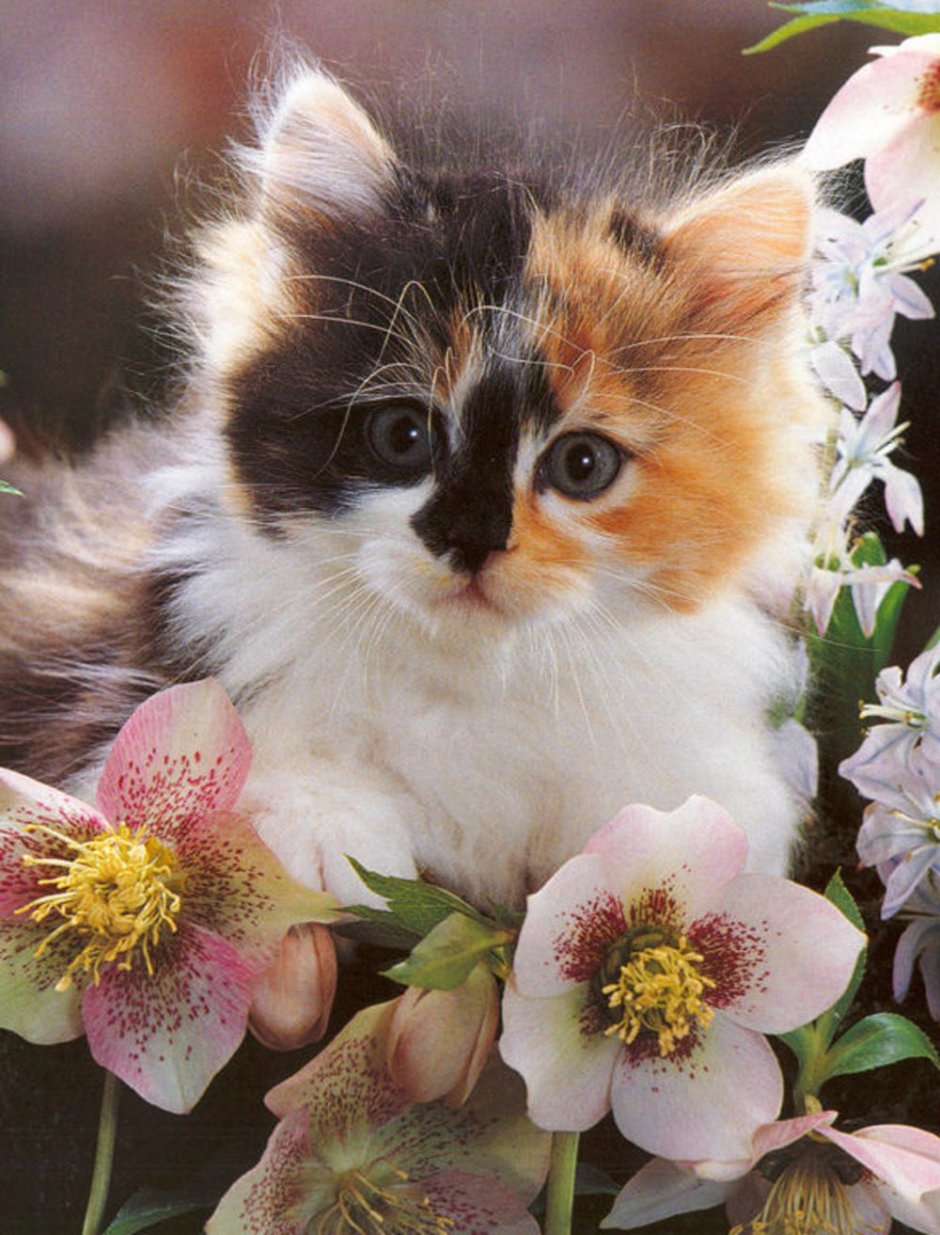 Котенок с цветами