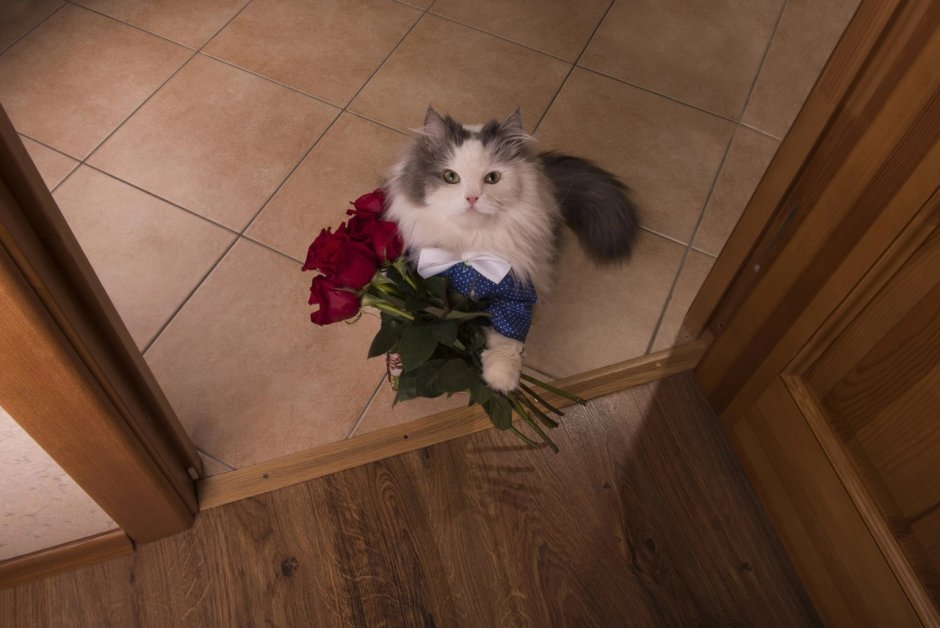 Котик с цветами