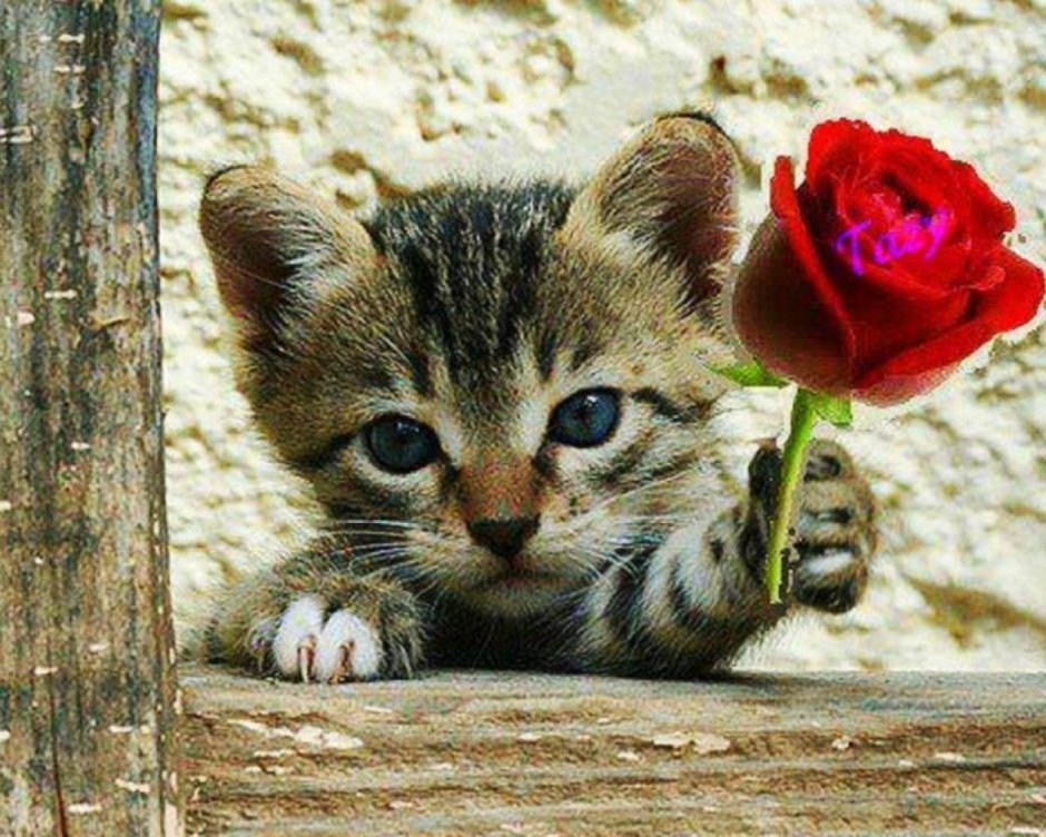 Розы и котенок