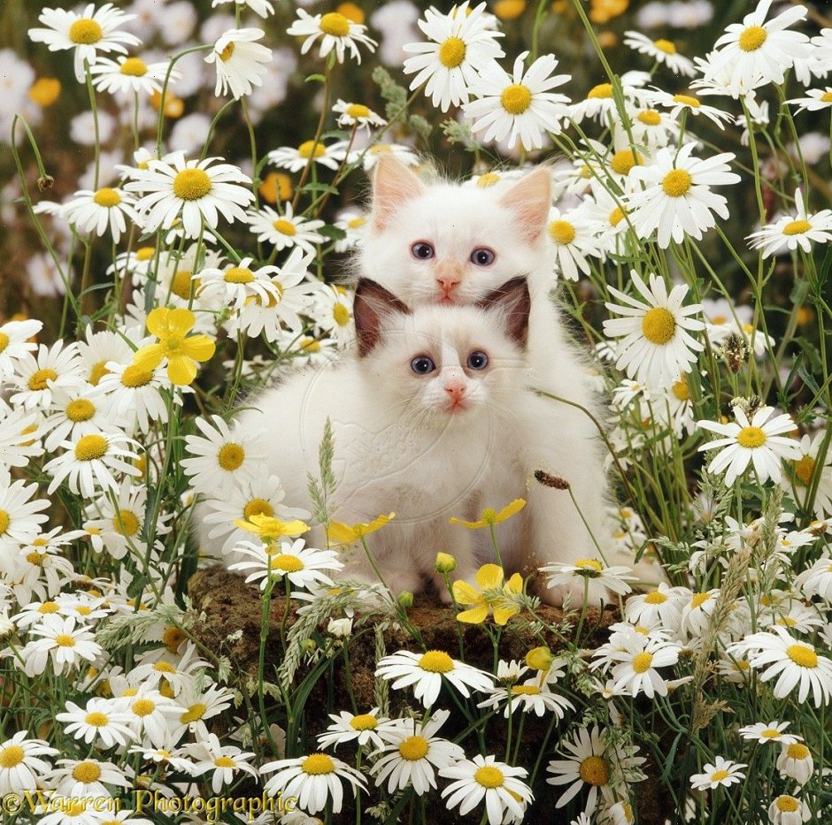Котенок с цветами