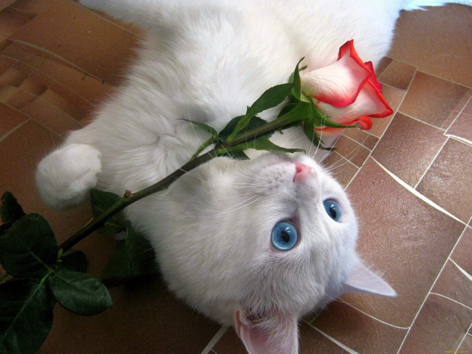 Розы и котенок