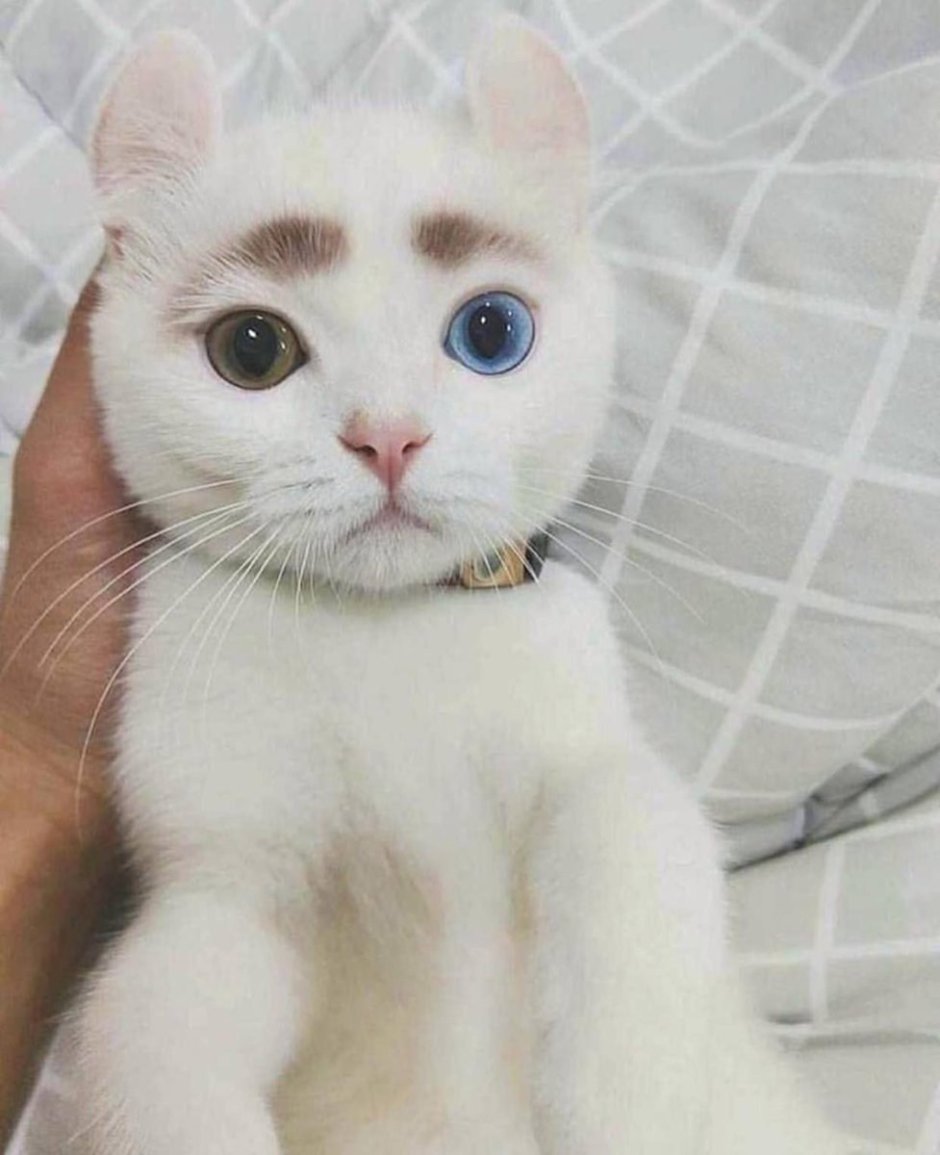 Котик с бровями