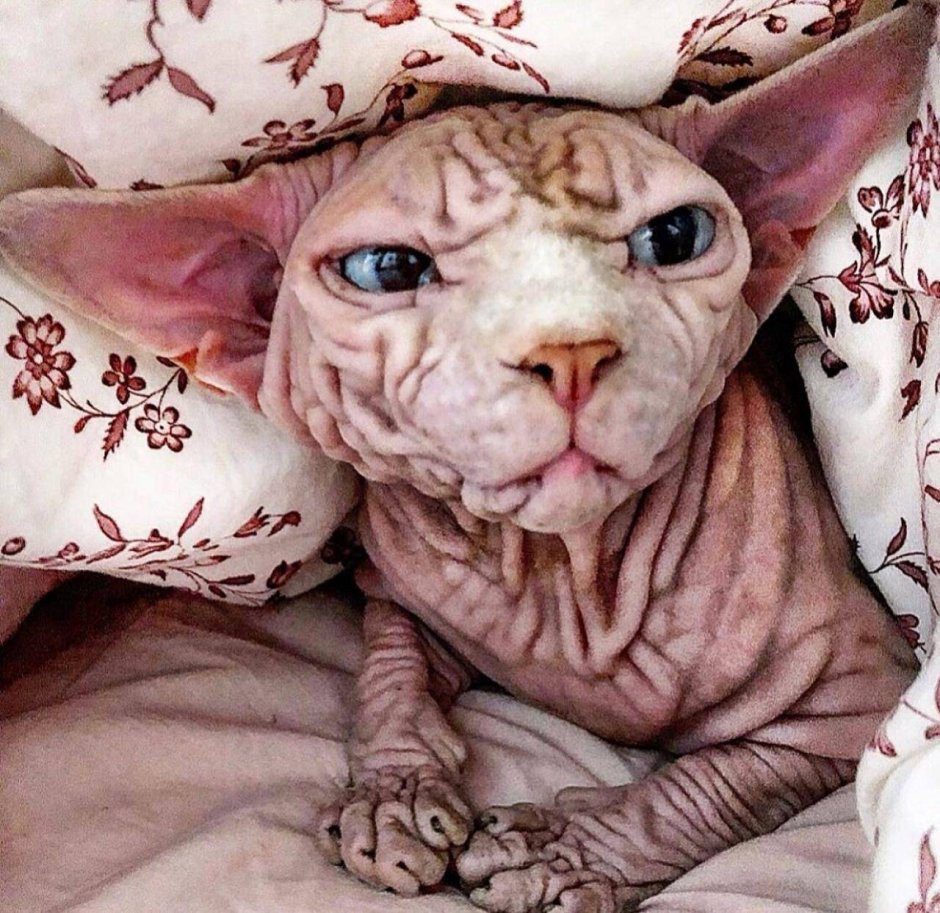 Сфинкс кошка морщинистая