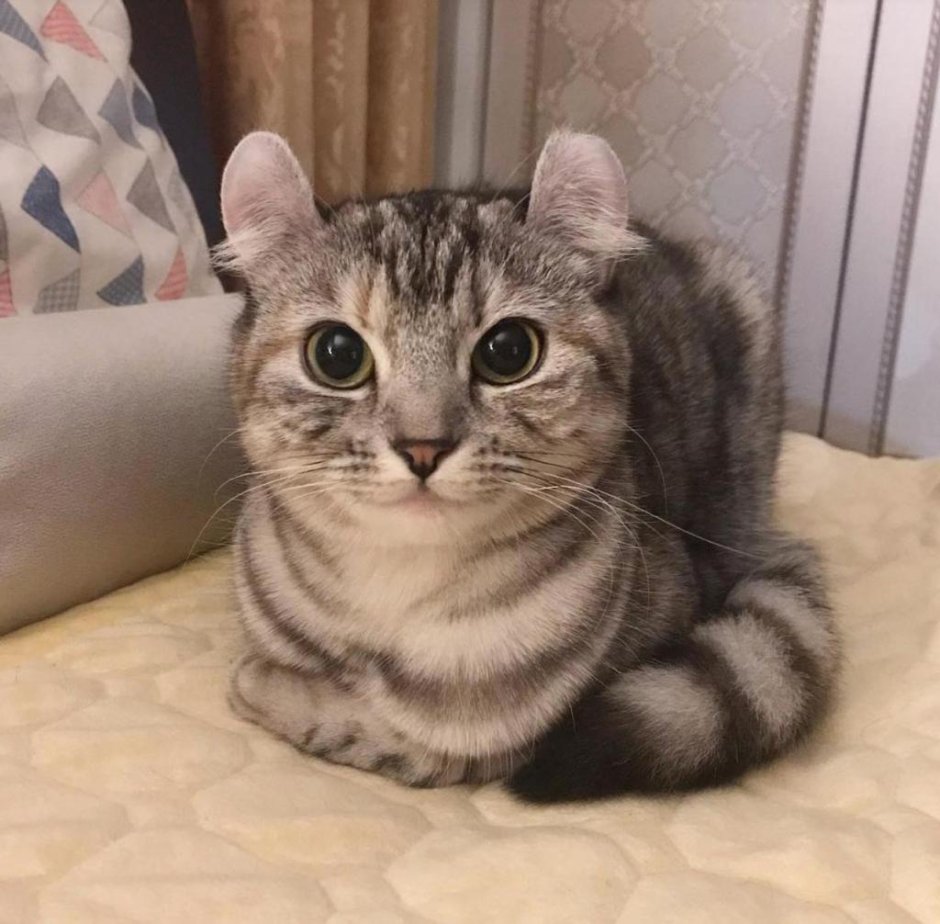 Кошки с маленькими ушами