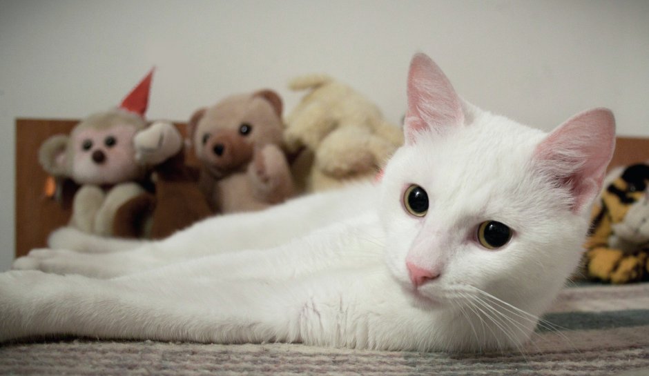 Грациозная белая кошка