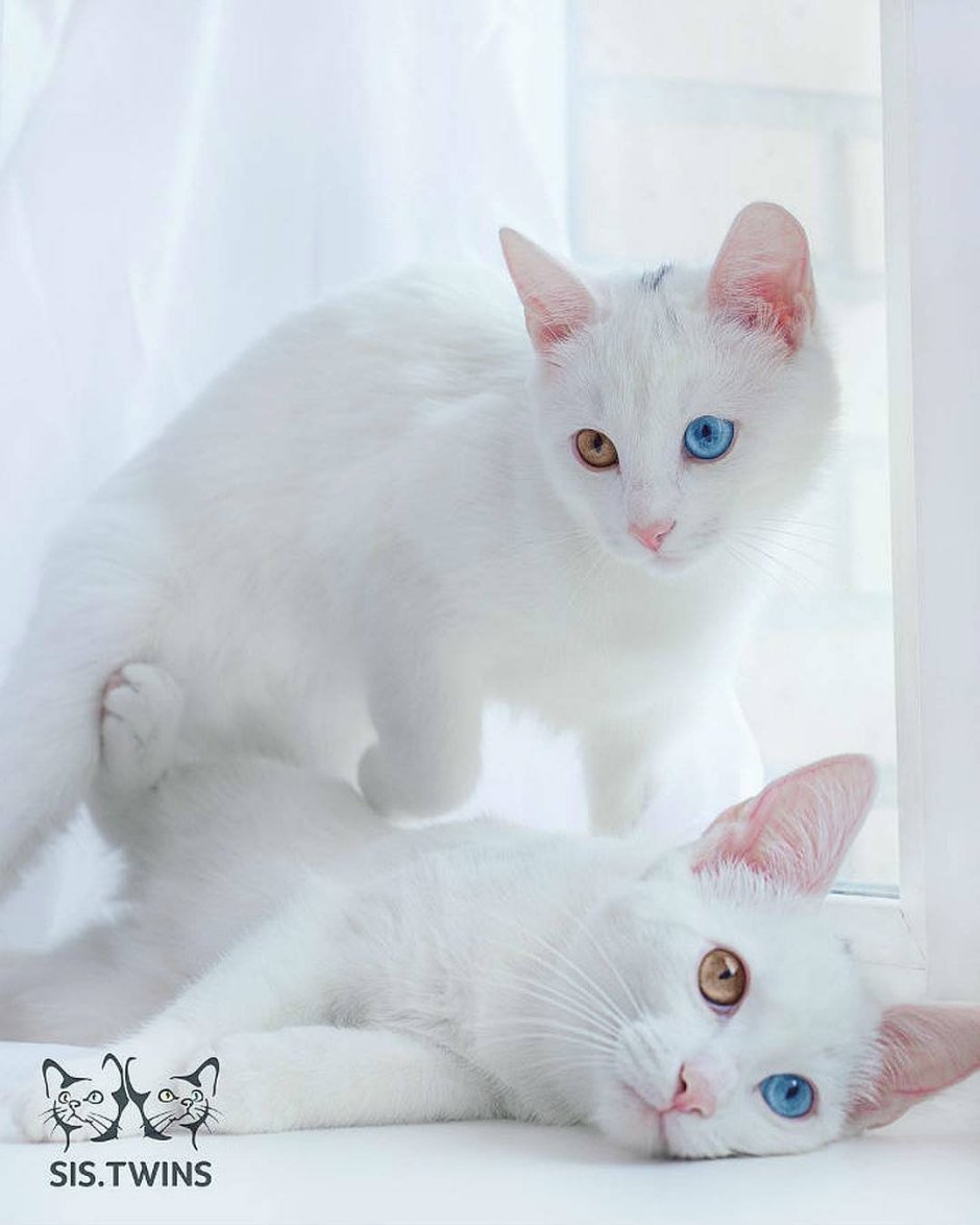 Khao Manee кошка