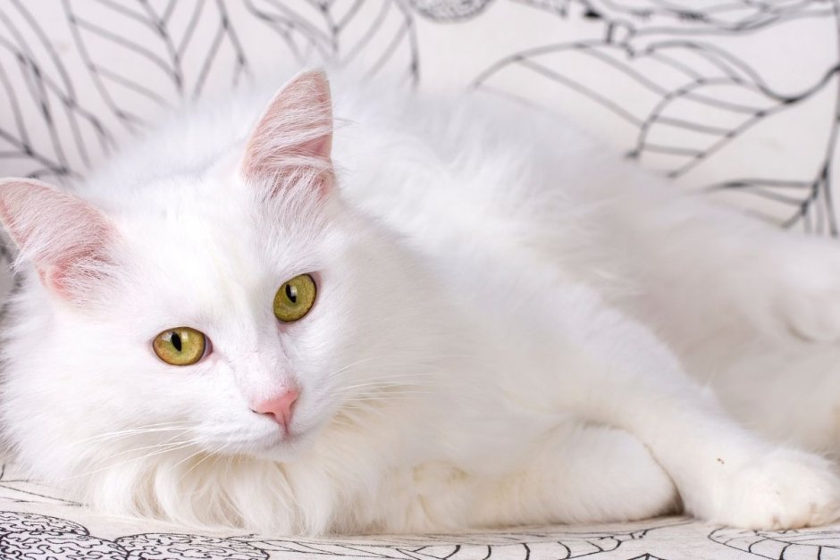 Turkish Angora Cat Breed