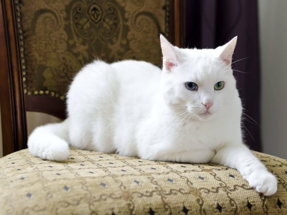 Европейская короткошерстная кошка белая