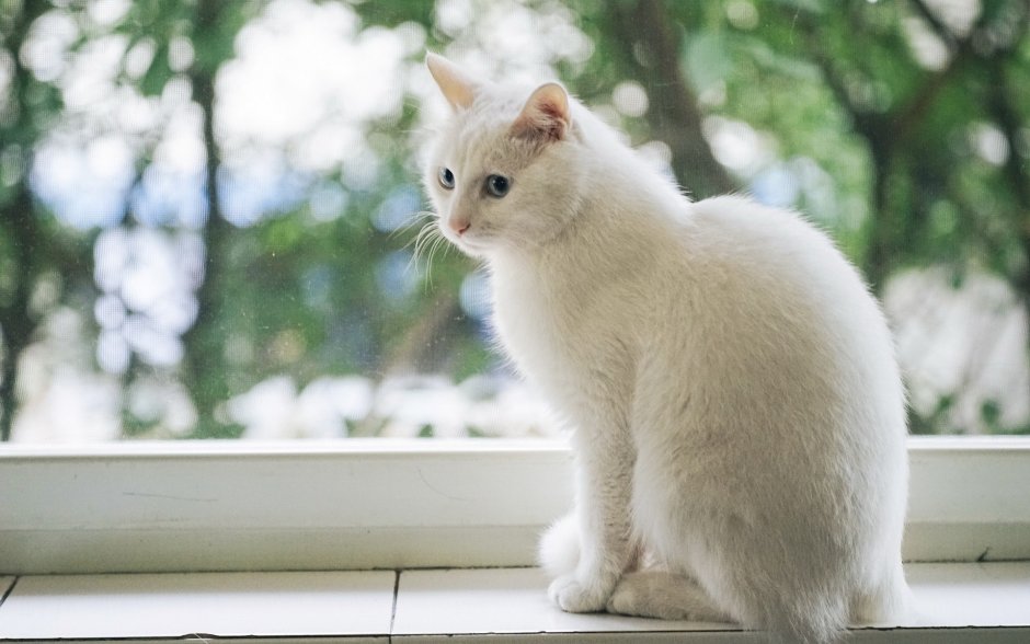 Кошка белая
