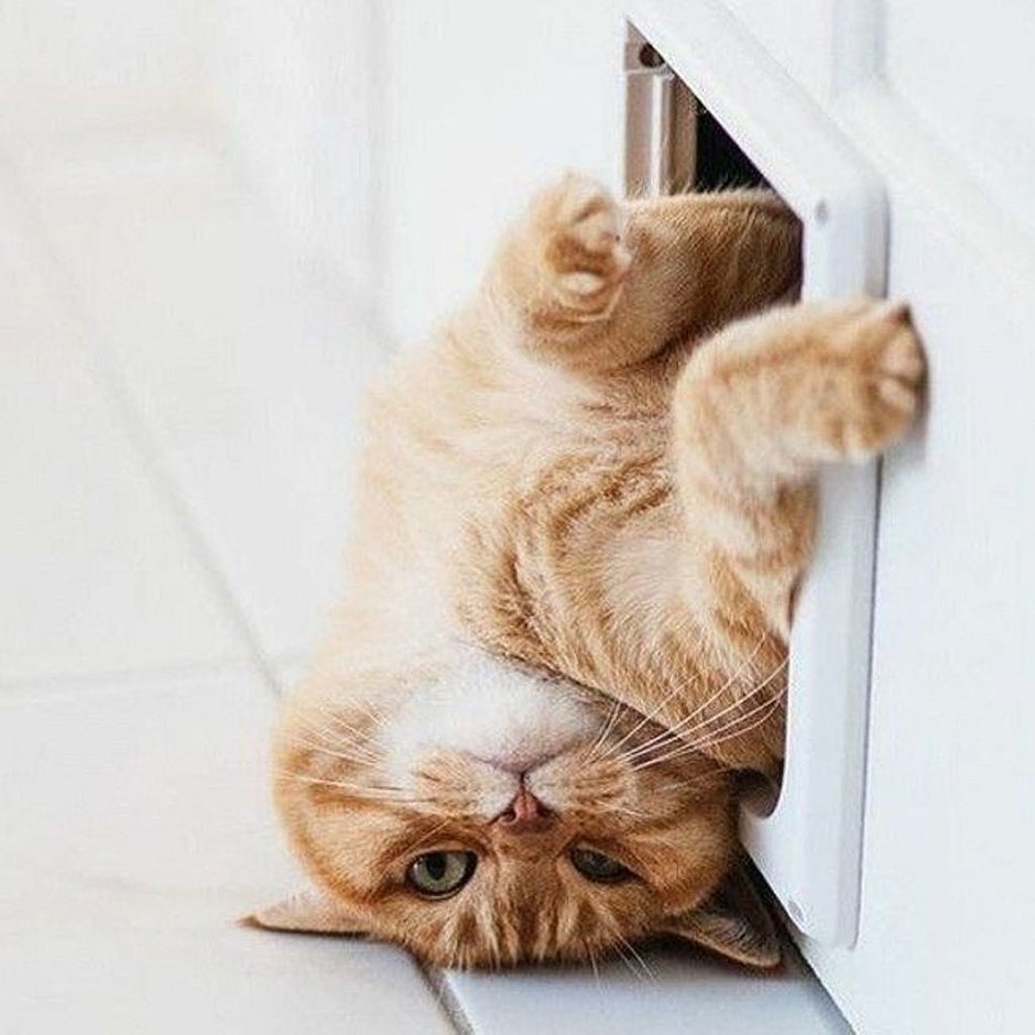 Доброе утро коты