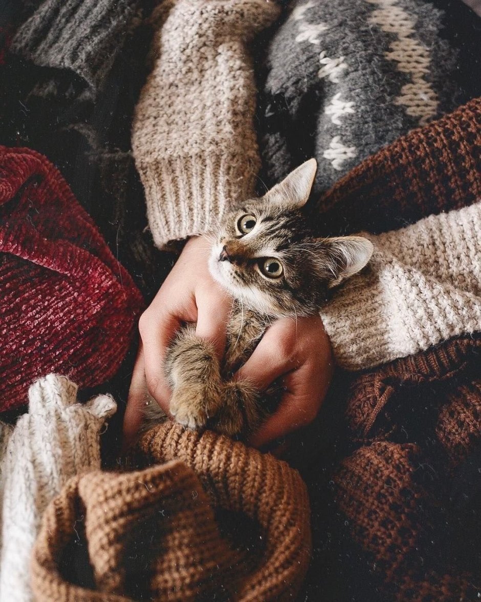 Кошка уют