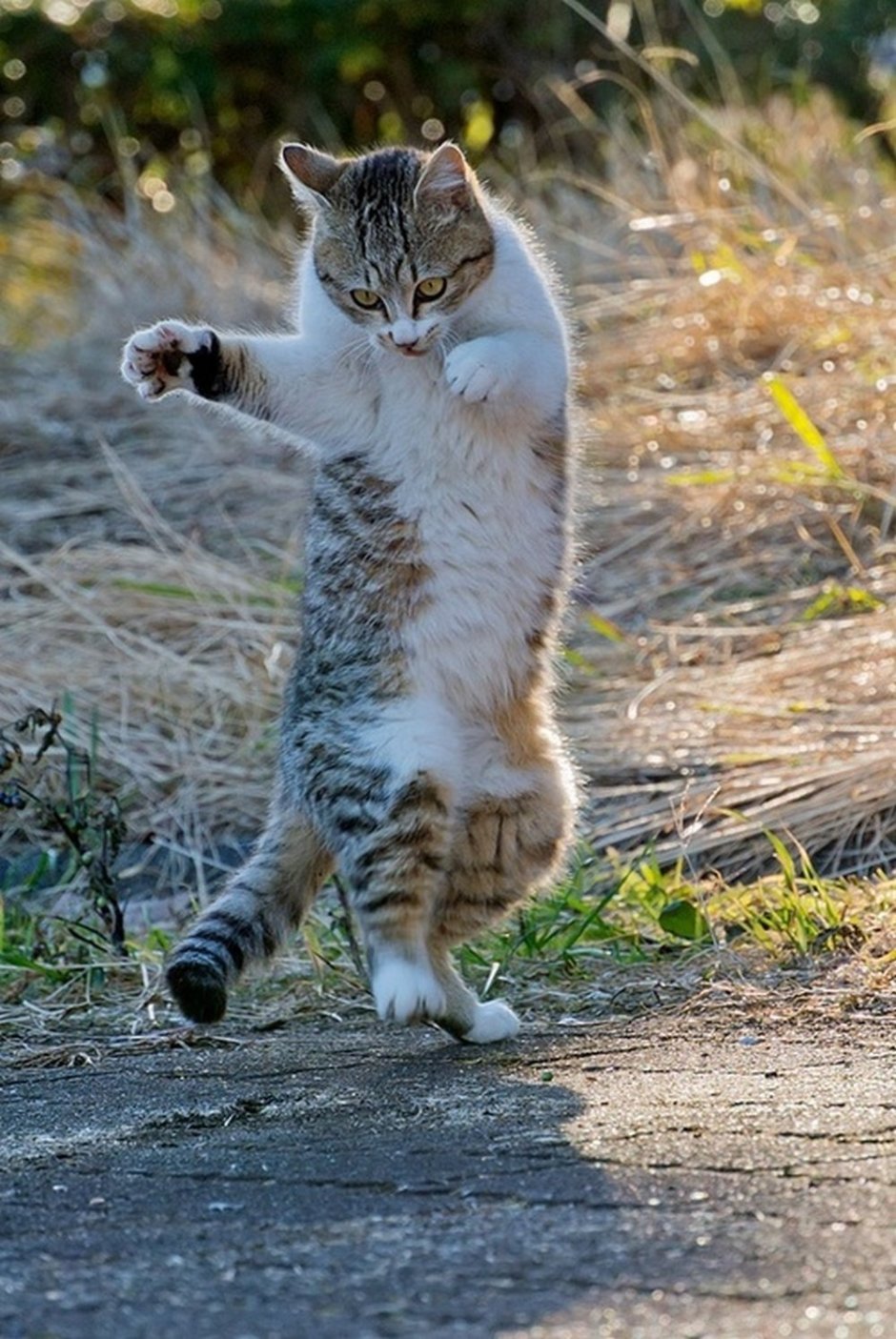 Прикольные кошки