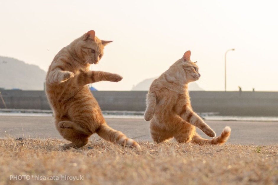 Коты веселятся