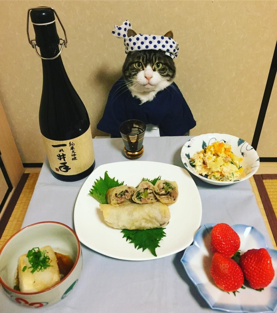 Кот в костюме суши