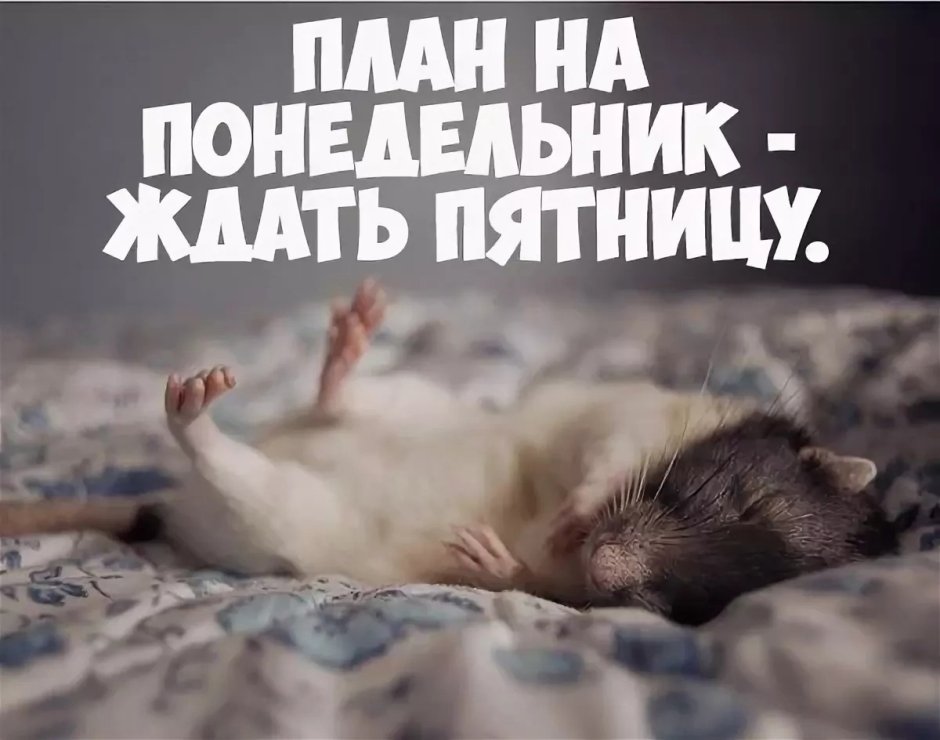 Пятничного настроения прикольные