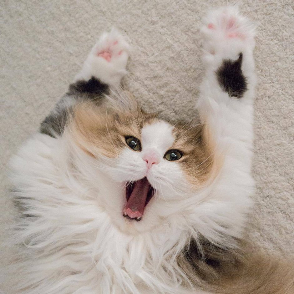 Ура котик