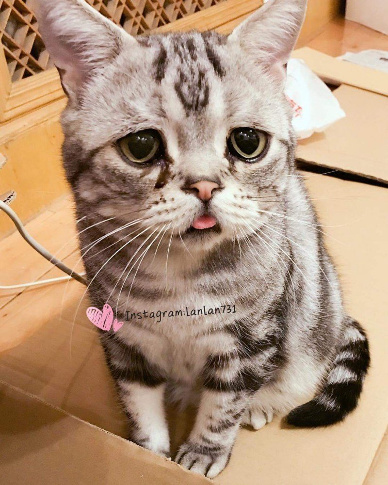 Кошка породы Луху