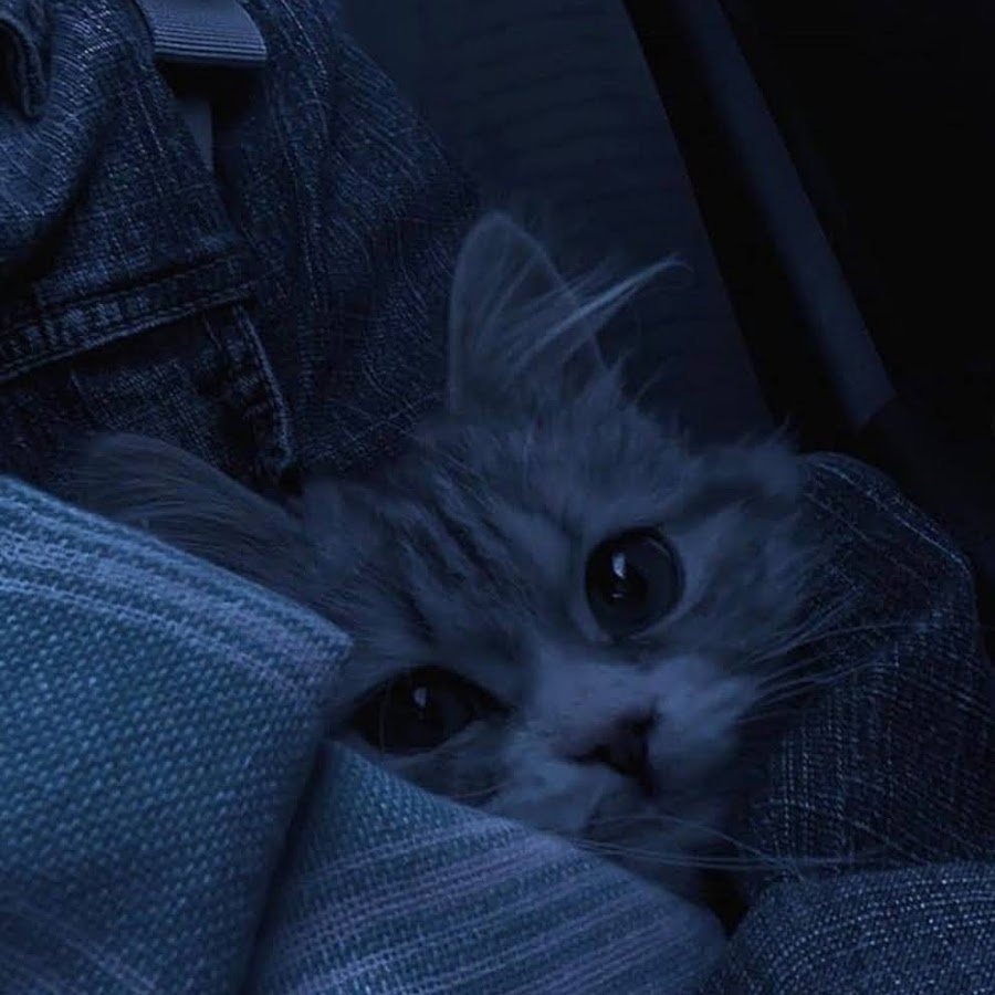 Милые котики с большими глазами