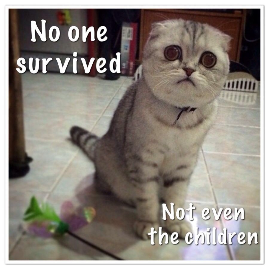 Шотландский вислоухий кот с приплюснутой мордой