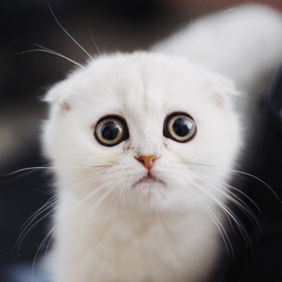 Жалобный котик